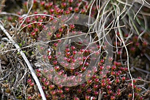 Male reproductive structures of Polytrichum juniperinum moss or juniper haircap or juniper polytrichum moss looks like red flowers