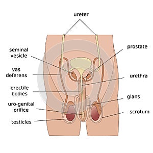 Male reproductive system