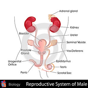 Male Reproductive System