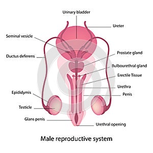 Male reproductive system anatomy