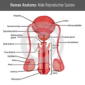 Male reproductive system detailed anatomy. Vector Medical