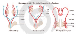 Male reproductive system development. Embryonic growth and sexual