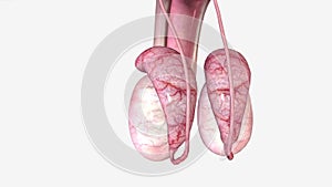 Male Reproductive System, Epididymis