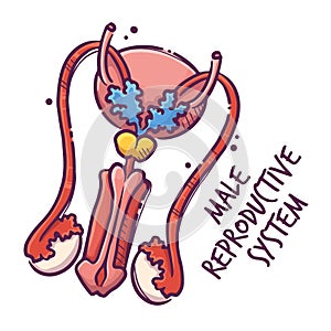 Male reproductive system. Humans and animals internal organs. Medical theme for posters, leaflets, books, stickers
