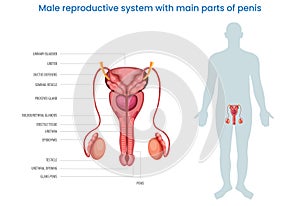 Male reproductive system with main parts of a penis labeled diagram