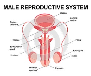 Male reproductive system. Male reproductive organs. Anatomy of the human body. The concept of biological education, urology, penis