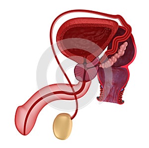 Male reproductive system and rectum photo