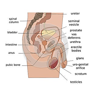 Samec rozmnožovacie systém strana 