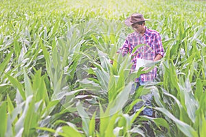 Male researchers are examining and taking notes in the corn seed