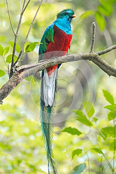 Male of resplendent quetzal