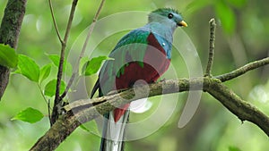 Male of Resplendent quetzal