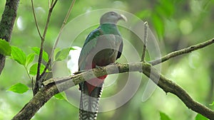 Male of Resplendent quetzal