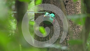 Male of Resplendent quetzal