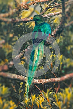 Male of Resplendent quetzal