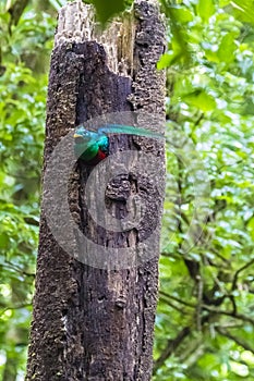 Resplendent quetzal - Pharomachrus mocinno - Costa Rica photo