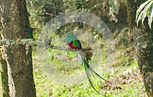male resplendent quetzal watches as a female works on a nest hollow