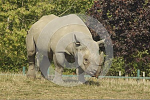 Male Rhino