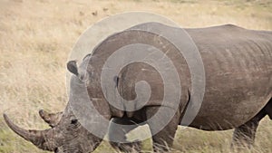 Male rhino with large horn walks through the plains