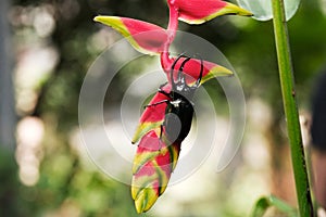 Male Rhinoceros beetle, Rhino beetle walking on branch of flower.