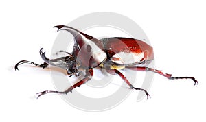 Male Rhinoceros beetle on white background