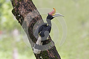 Male Rhinoceros Hornbill perch