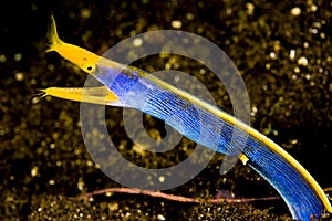 Male ribbon eel in volcanic black sand