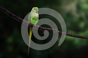 Male Ring Neck or Rose-ringed Parakeet