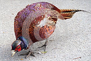 Male Ring Necked Pheasant