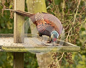 Male Ring necked Pheasant cock perched on large bird table feeding on seeds