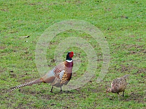 Male ring necked Pheasant with a hen pheasant.