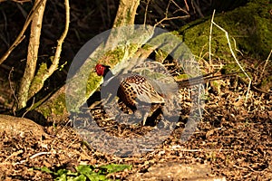 Male Ring-necked Pheasant, Phasianus colchicus, standing on the edge of woodland on a sunny morning