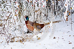 Male ring-necked pheasant in snow Phasianus colchicus