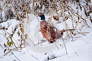 Male ring-necked pheasant in snow Phasianus colchicus photo