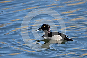 Male Ringed-neck duck on lake