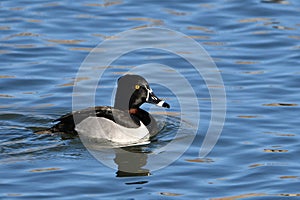 Male Ringed-neck duck on lake