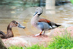 Male ringed teal Callonetta leucophrys