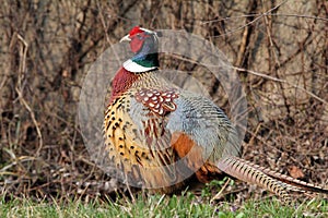 Male ringnecked pheasant