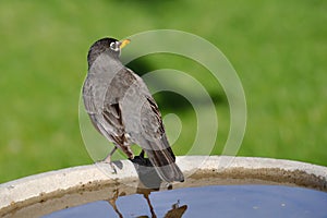 A Male Robin Sitting on a Bird Bath
