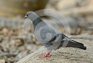 Male Rock Pigion (Columba livia)