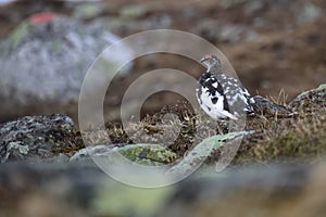 Male rock ptarmigan (Lagopus muta) in spring plumage photo