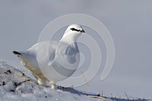 Male Rock ptarmigan standing on a snow-covered slope on a cloudy