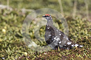 Male Rock Ptarmigan in the summer tundra sunny