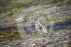 Male Rock Ptarmigan in Svalbard