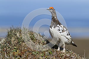 Male Rock ptarmigan which stands on the