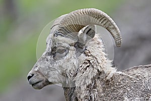 Male Rocky Mountain Bighorn Sheep - Banff National Park, Canada