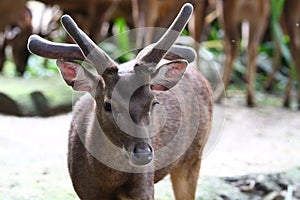 A Male Roe Deer