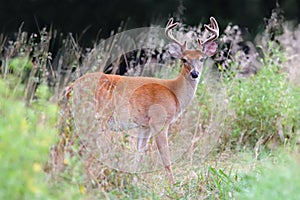 A male roe deer