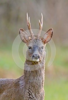 Male roe deer