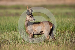 Male roe deer buck with winter coating and growing antlers looking back on meadow