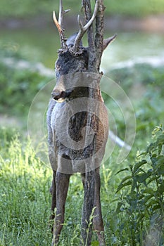 Male Roe Deer (Capreolus capreolus)